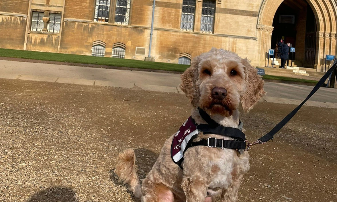 Golden Cockapoo sitting in learning jacket
