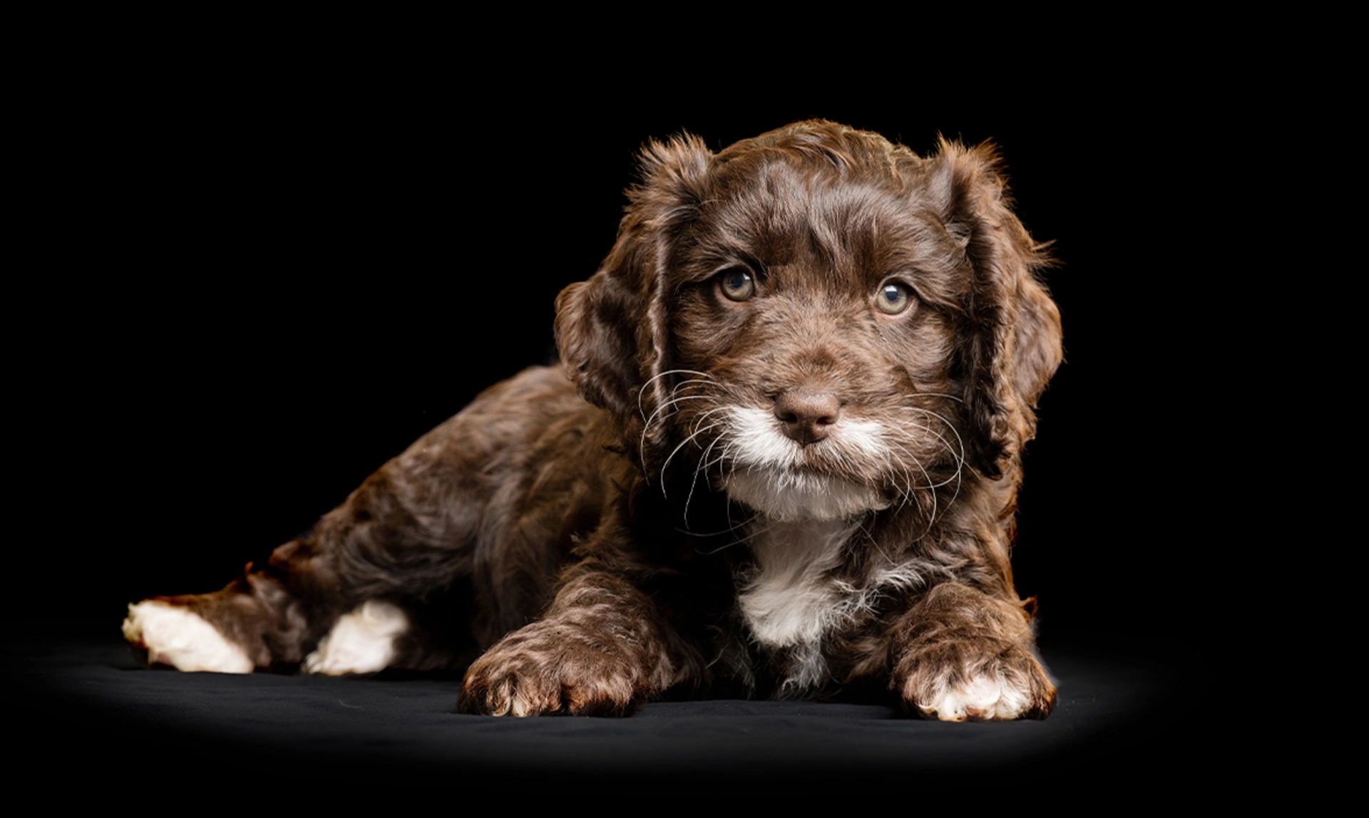 Brown and white Cockapoo puppy laying in front of black studio background