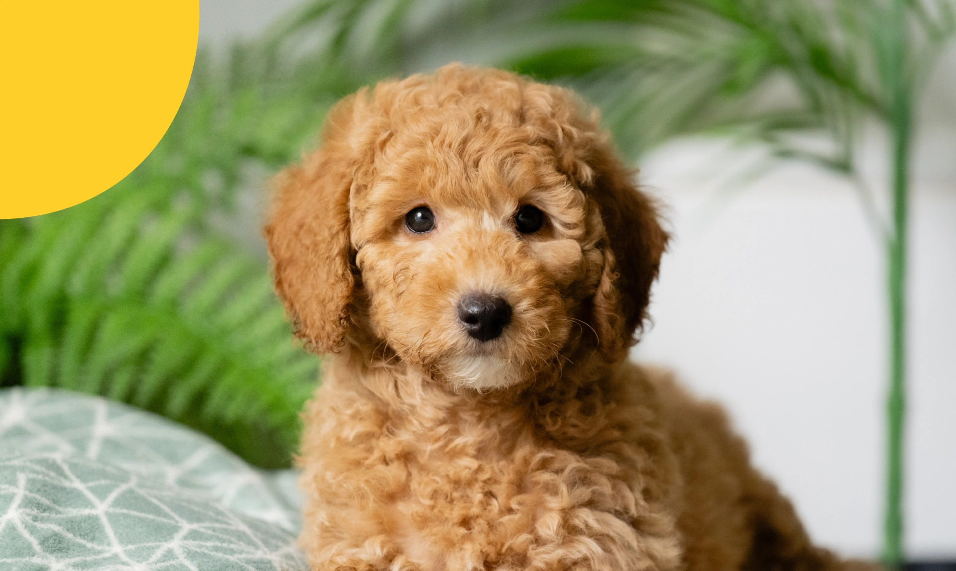 A miniature poodle puppy sat on blankets 