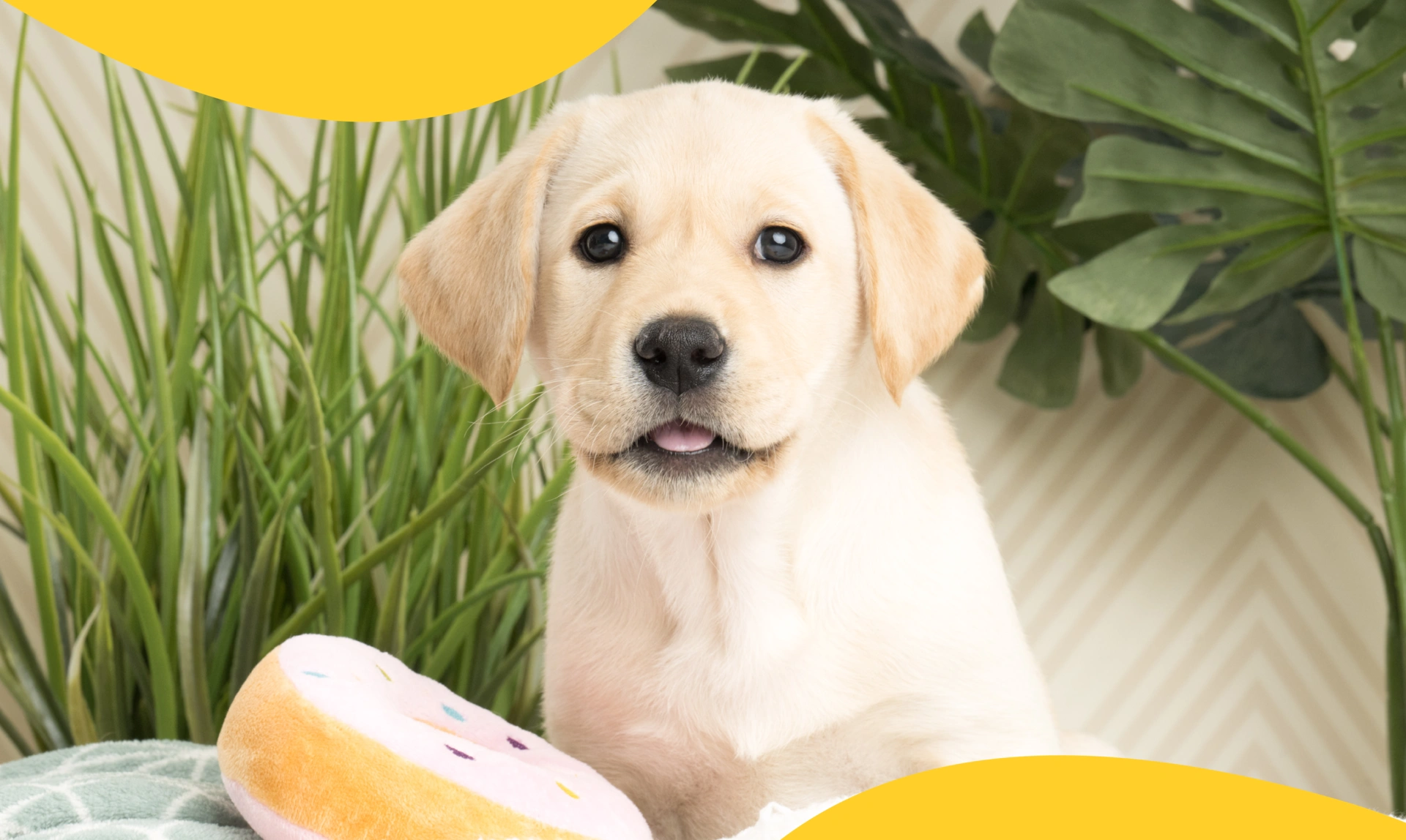A labrador puppy sat on blankets