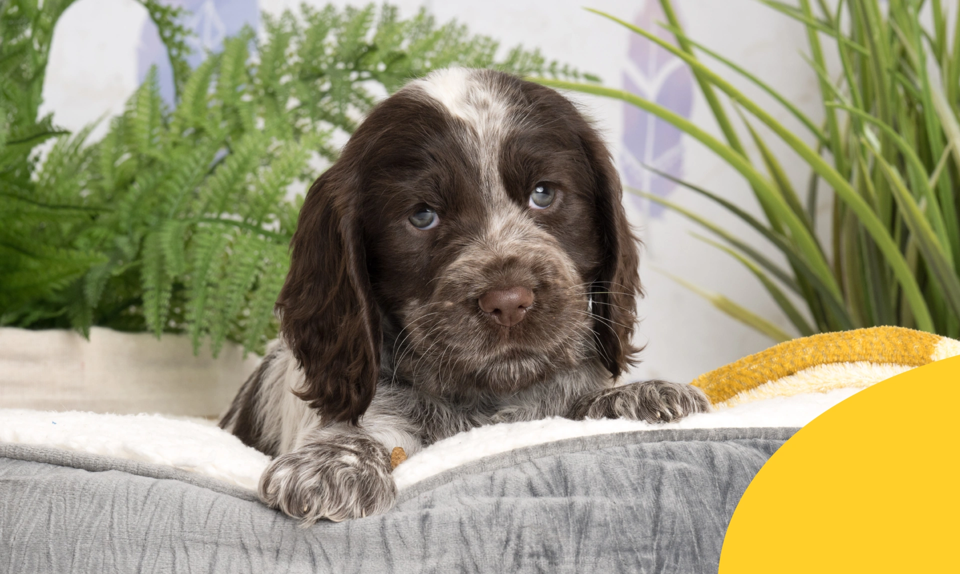 A spaniel puppy sat on blankets