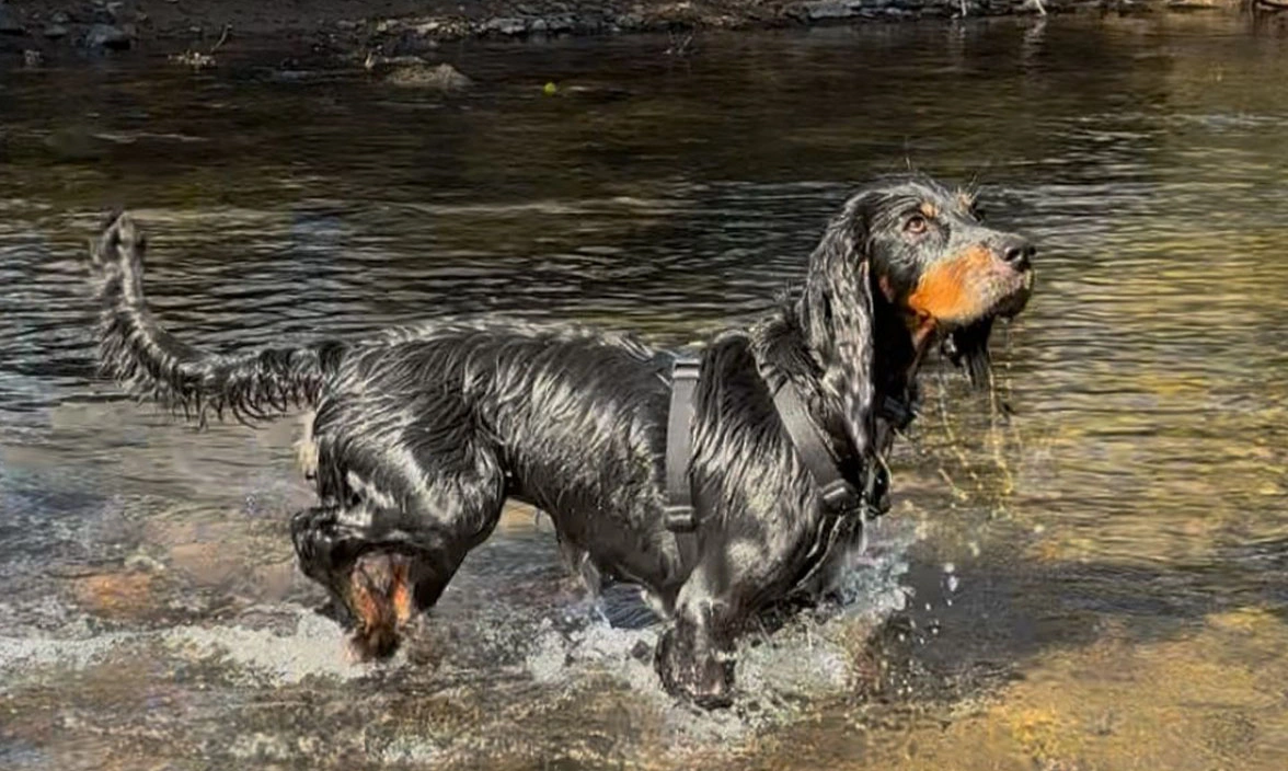 Black and tan spaniel in stream