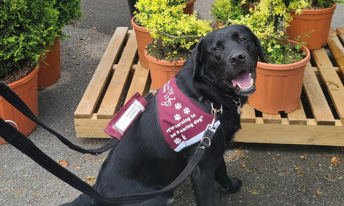 Black Labrador sitting in burgundy training jacket in front of plants