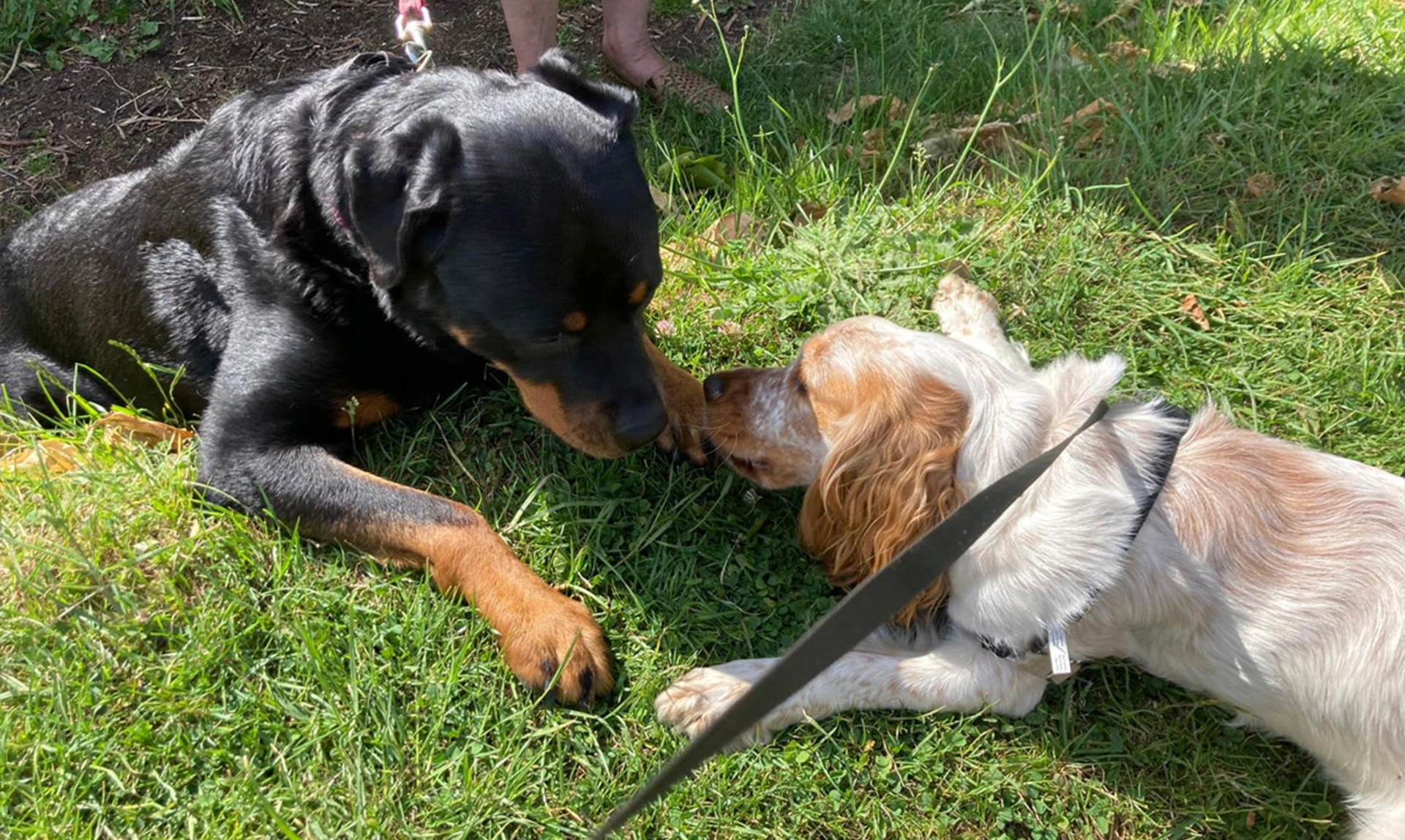 Big black and tan dog laying opposite smaller orange spaniel on grass