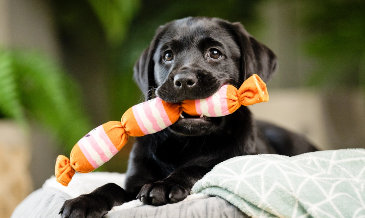 Black Labrador puppy holding sausage toy in mouth
