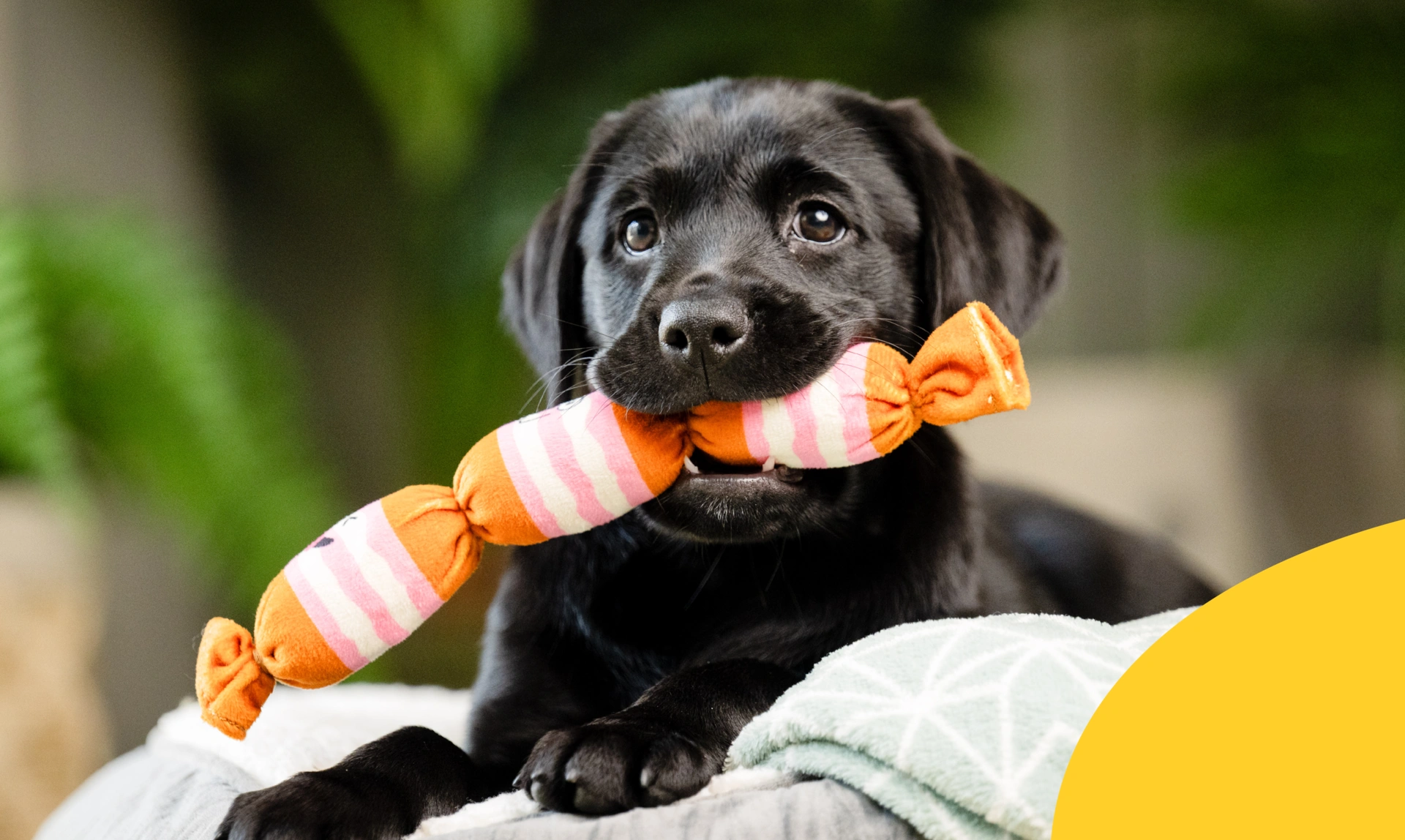 Black Labrador puppy holding toy sausage in mouth