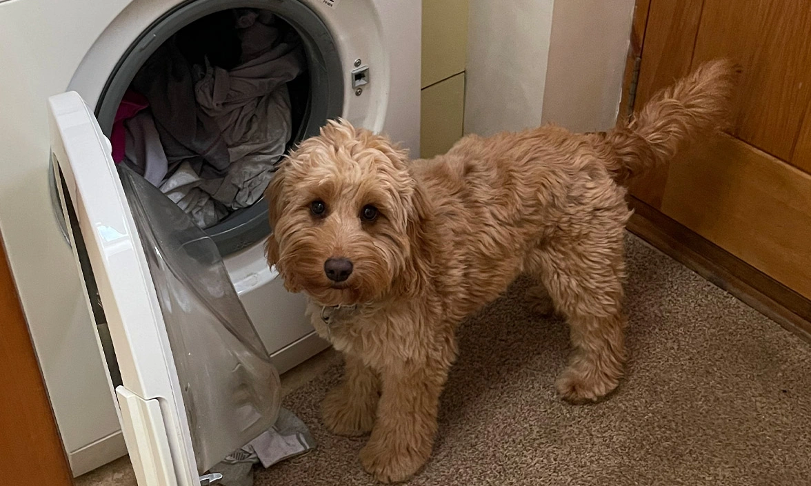 Golden Cockapoo standing by washing machine
