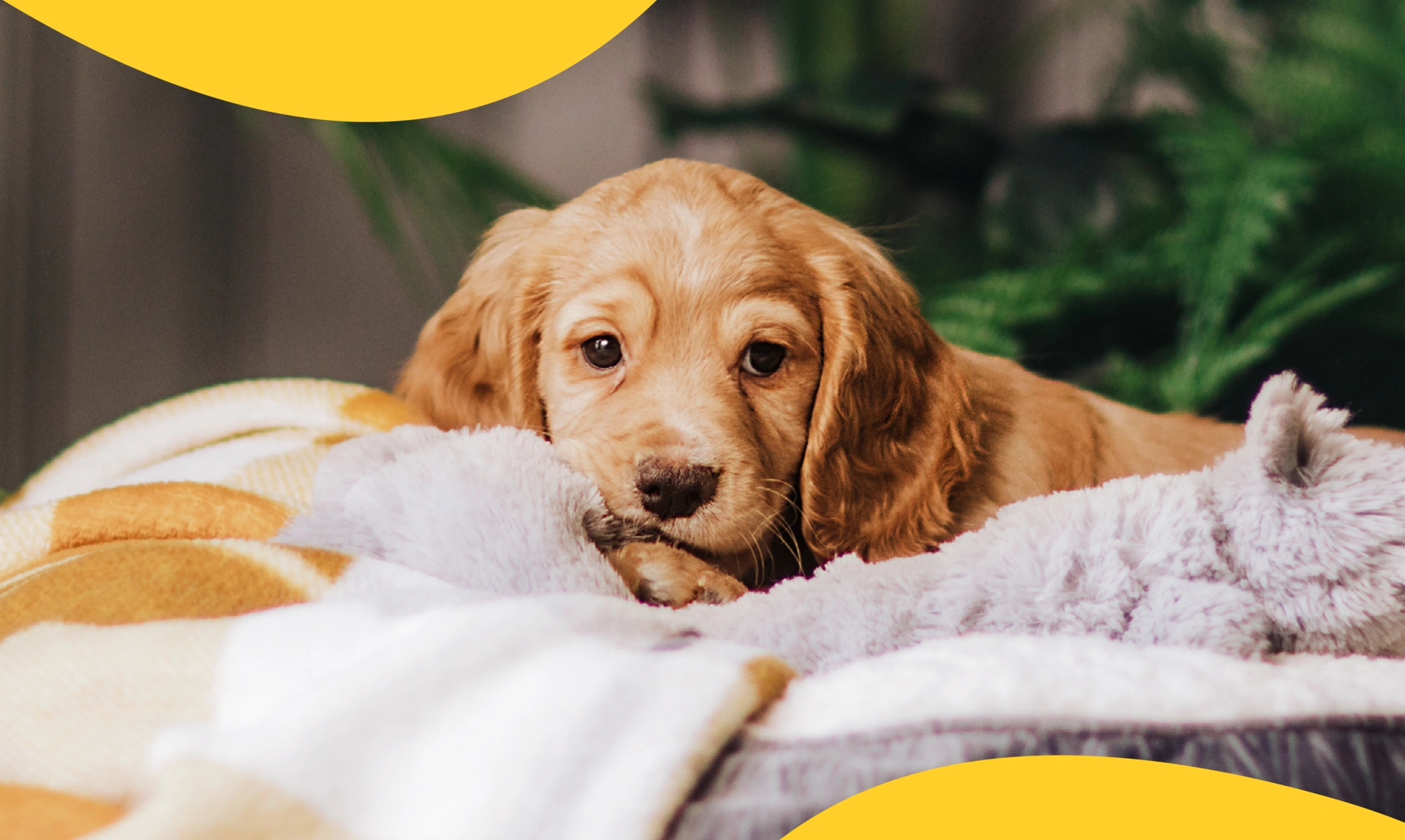 Golden Cocker Spaniel puppy relaxing in bed