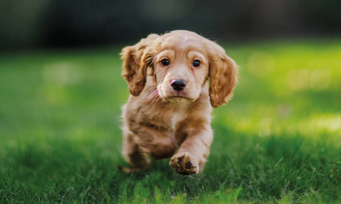 Golden Cocker Spaniel running in grass
