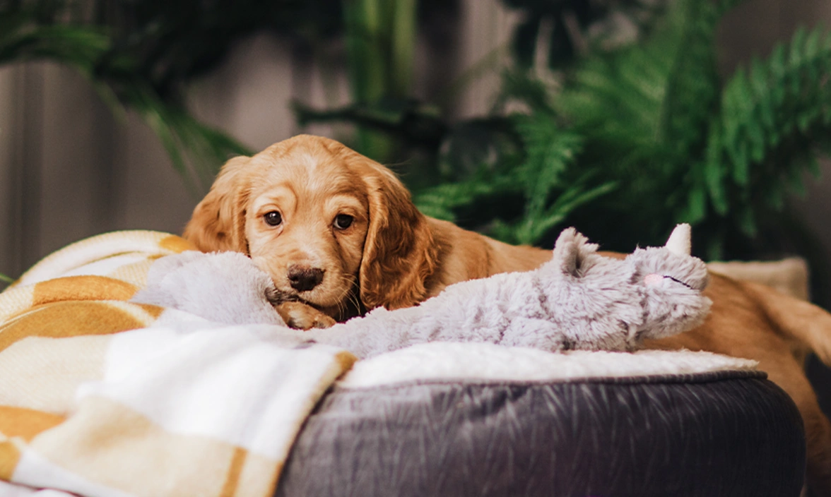 Golden Cocker Spaniel puppy relaxing in bed