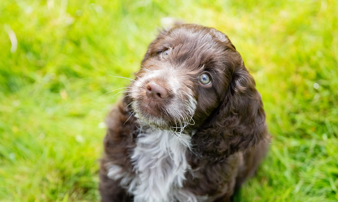 Brown and white Cockapoo sitting on grass