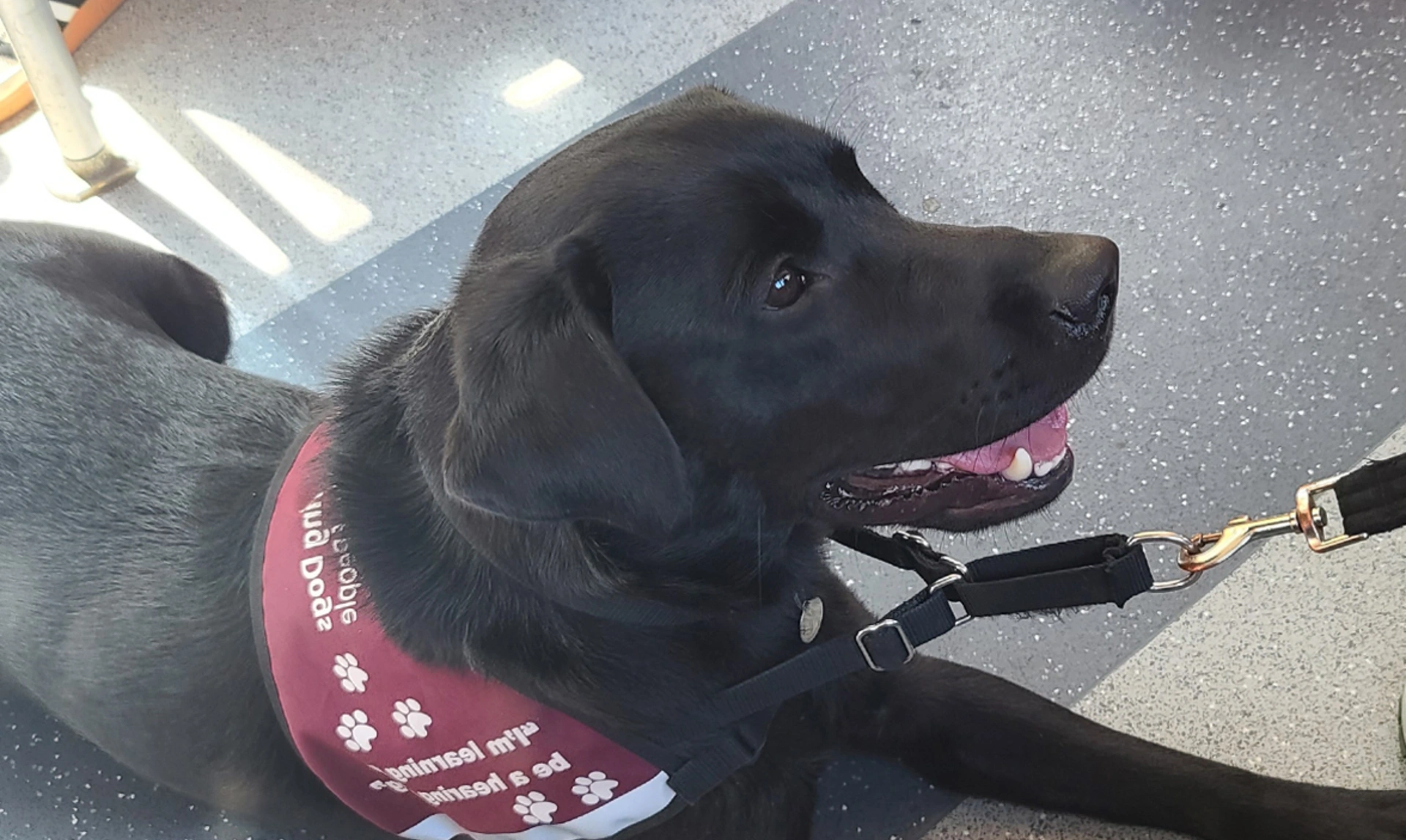 Black Labrador settling on bus