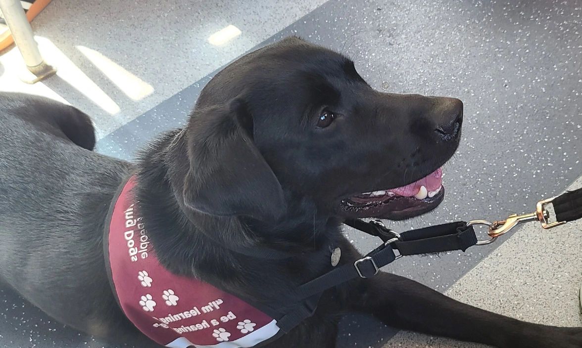 Black Labrador settling on bus