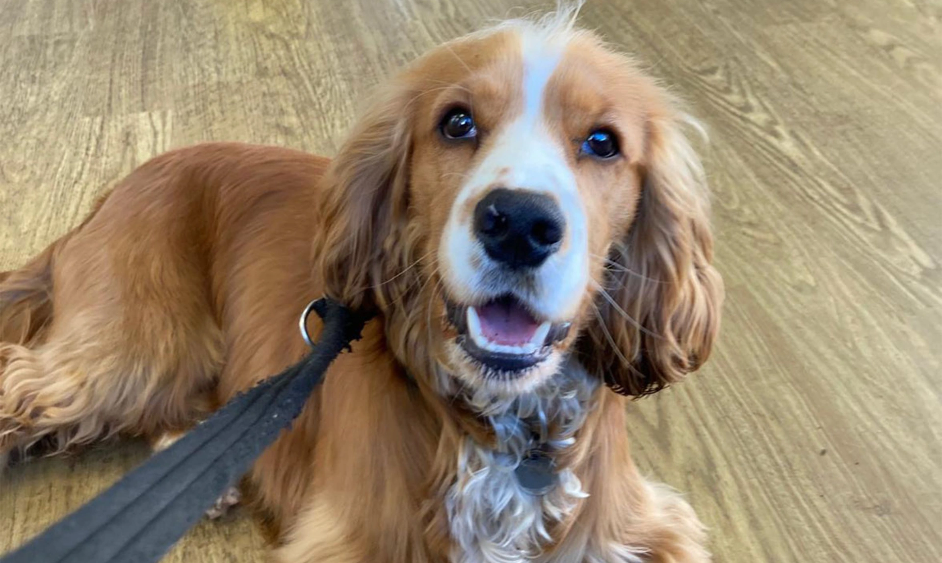 Golden Cocker Spaniel puppy lying down on wooden floor