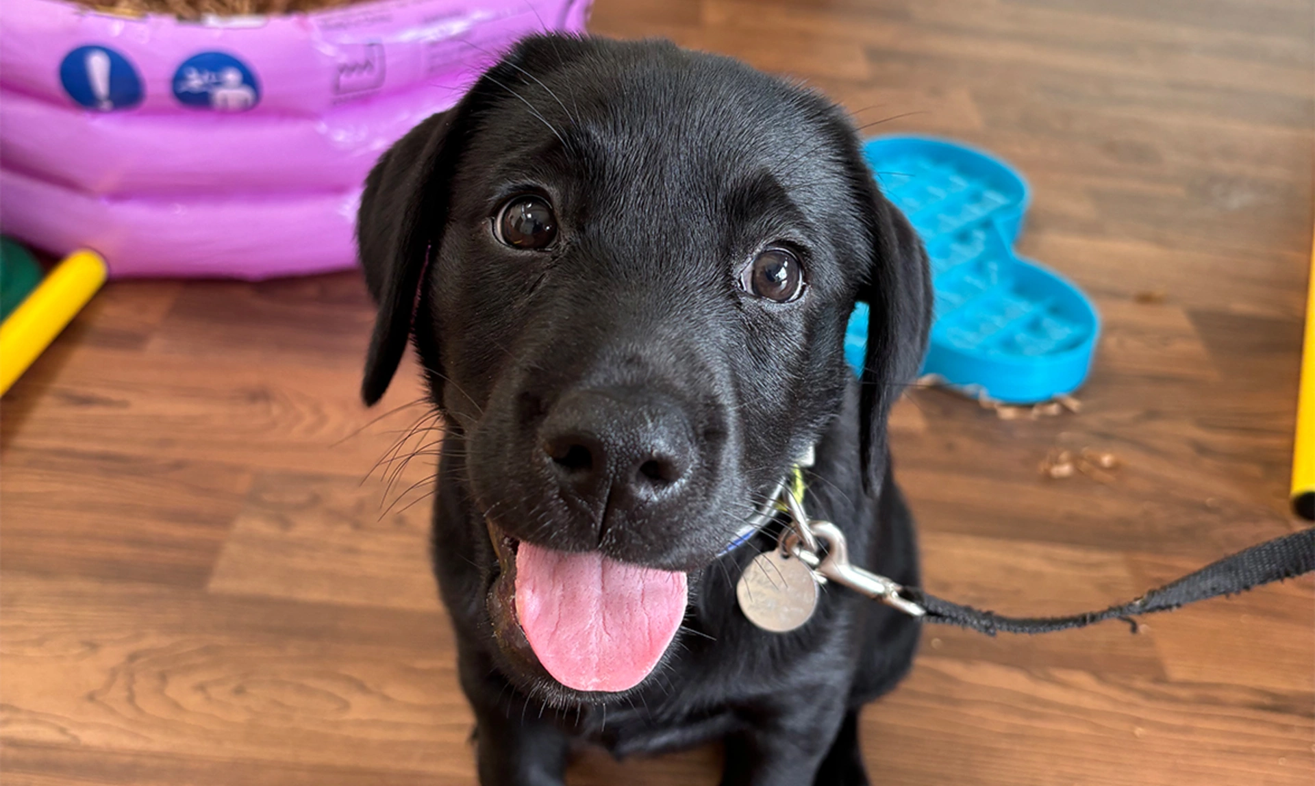 Black Labrador puppy sitting on wooden floor with tongue out
