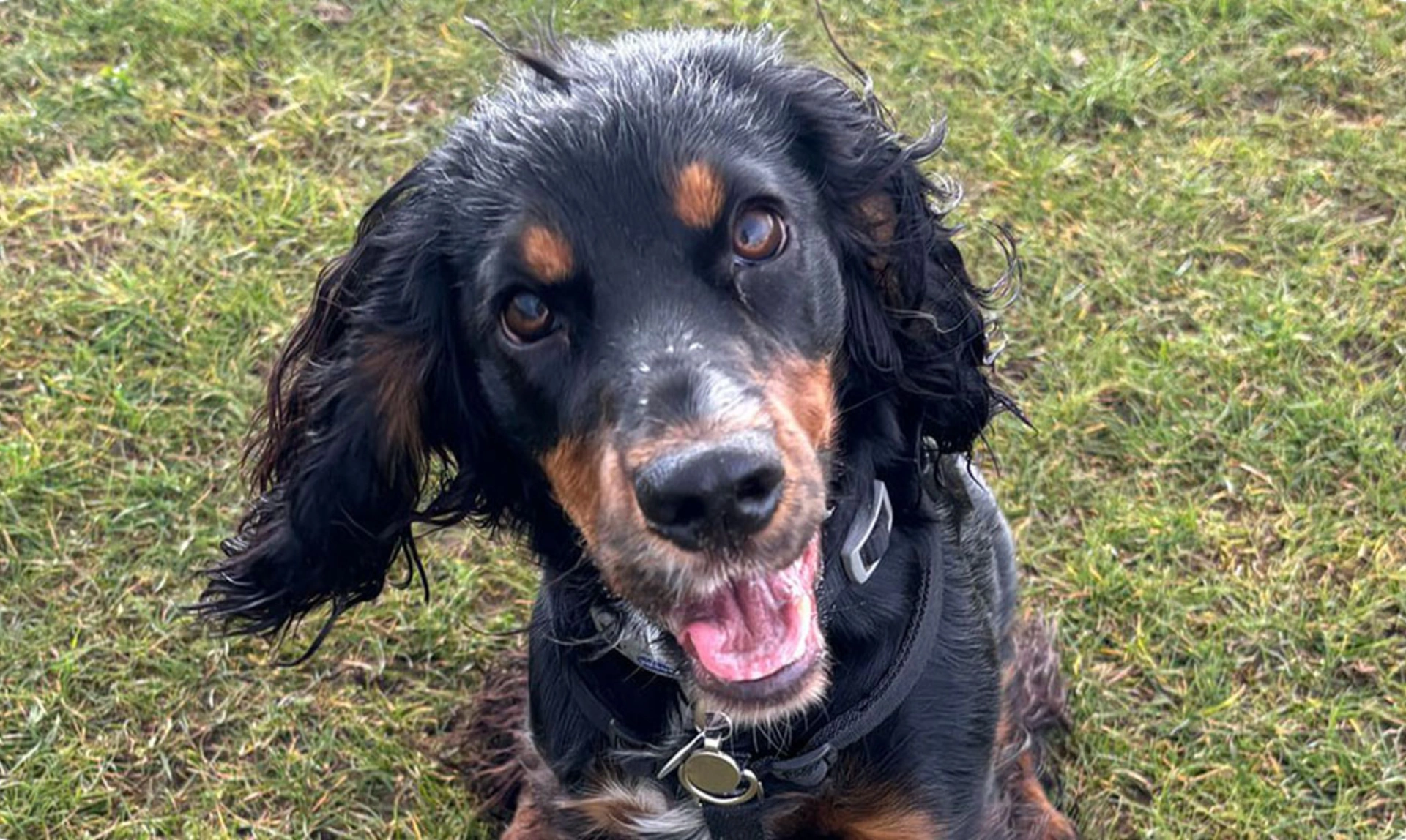 Black and tan spaniel sitting on grass