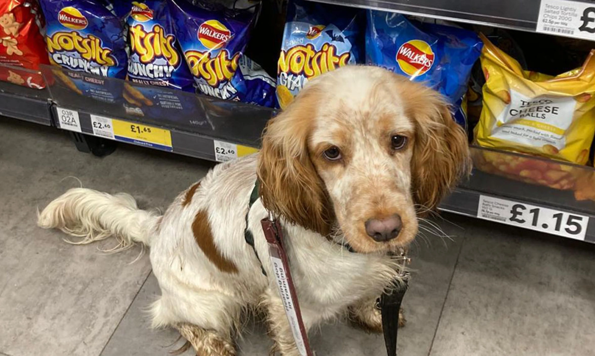 Orange roan spaniel sitting in supermarket