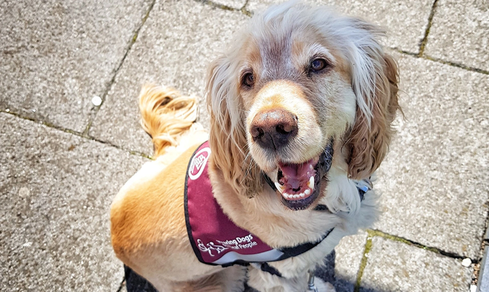 Albert is a cocker spaniel with light coloured fur. he is wearing his hearing dog jacket and looking up with mouth slightly open