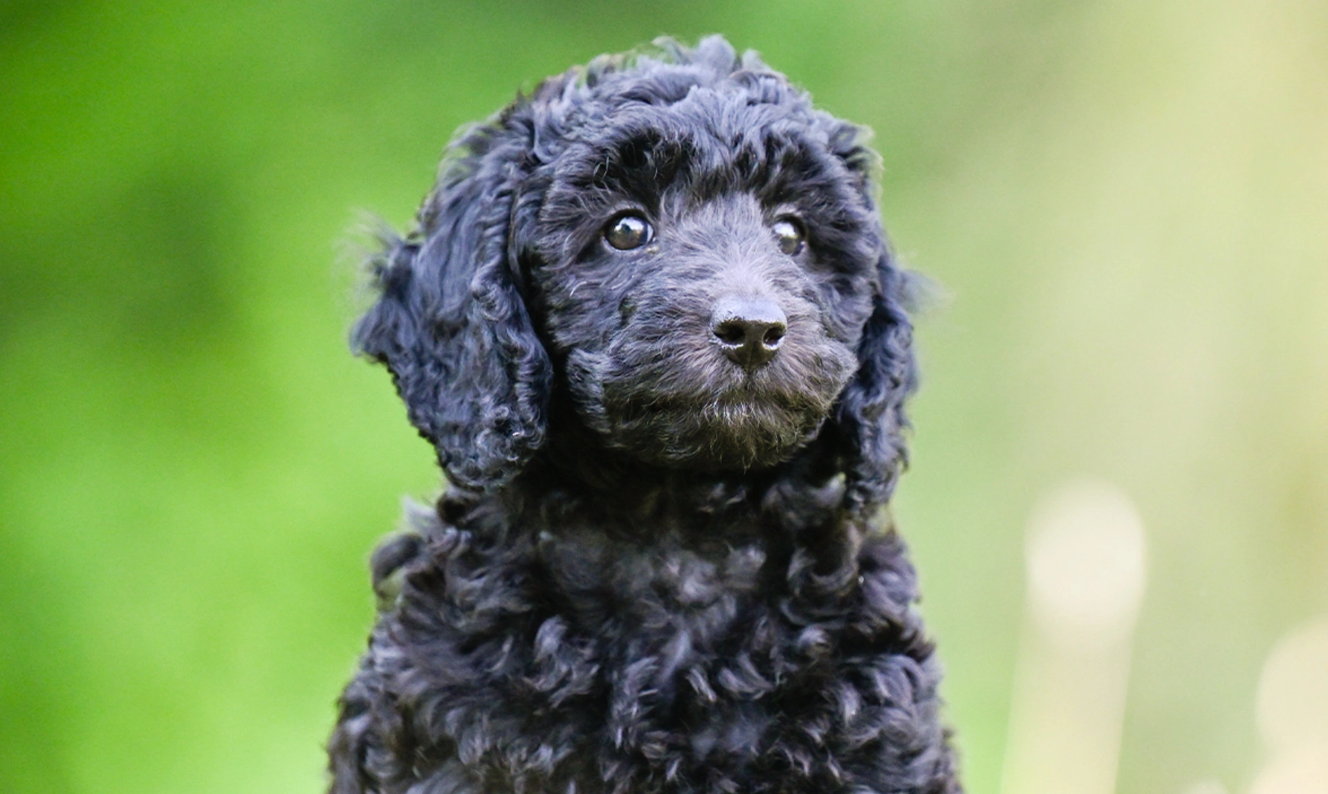Close up of black poodle with a blurry green background. She is looking slightly off to the side.
