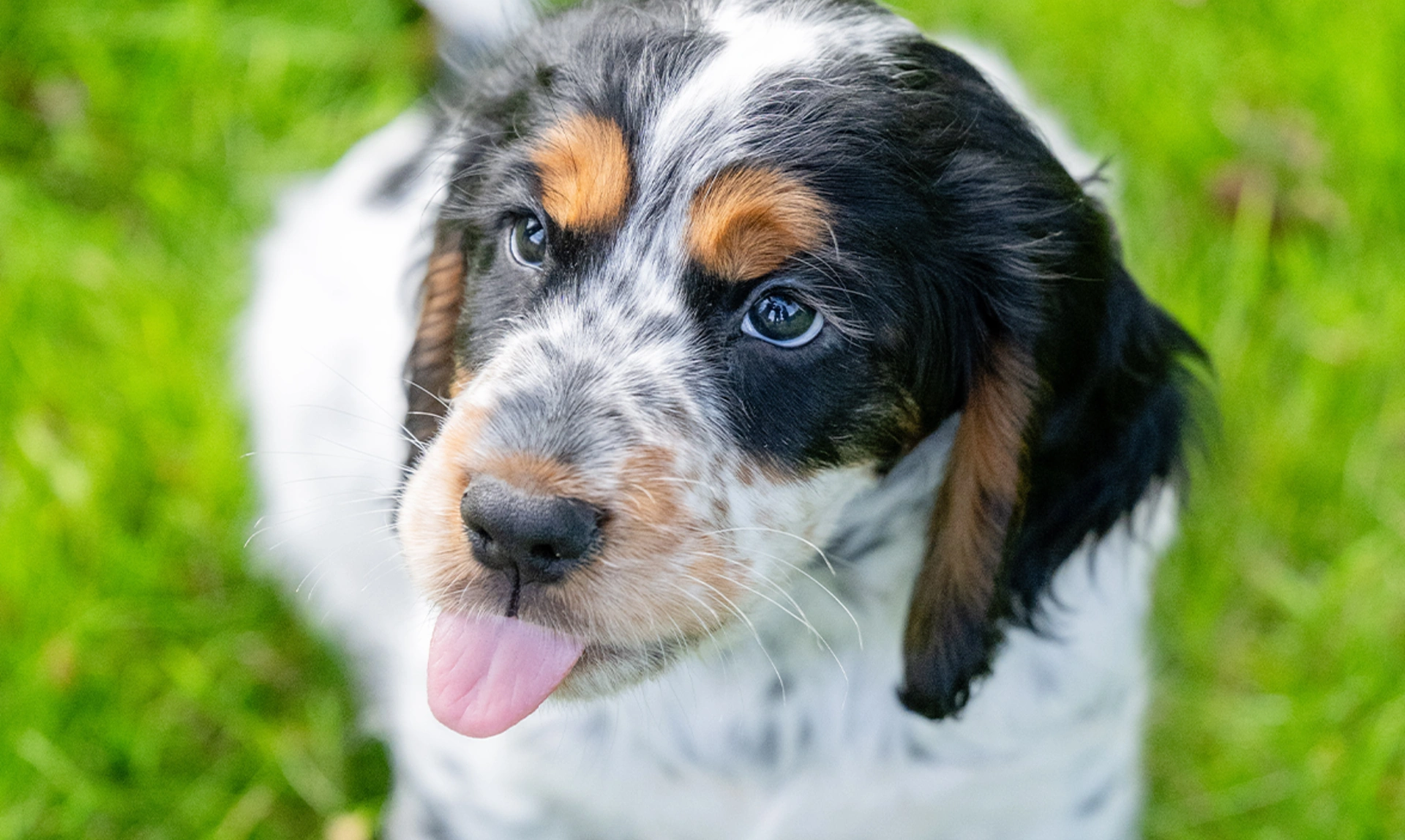 A cocker spaniel pup sticking his tongue out, sitting on grass.