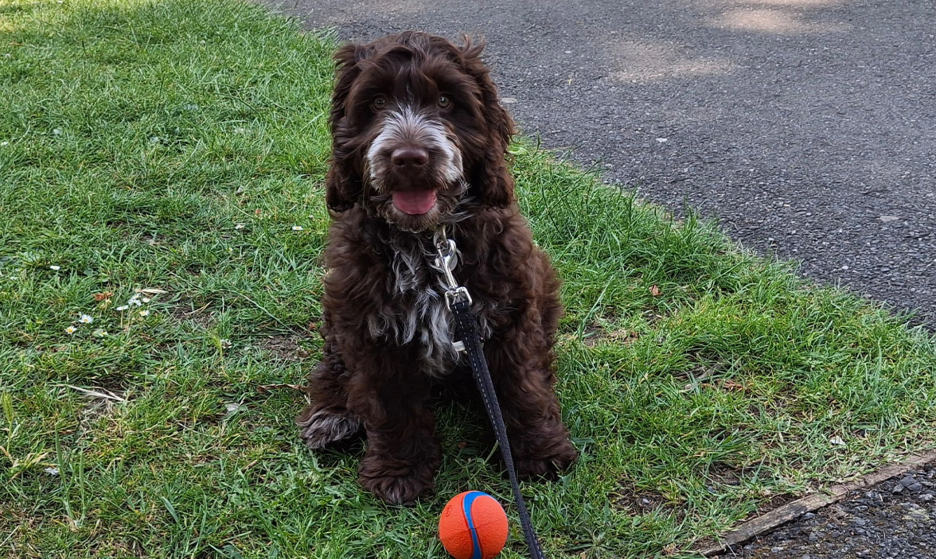 Brown and white fluffy Cockapoo sitting on grass with ball