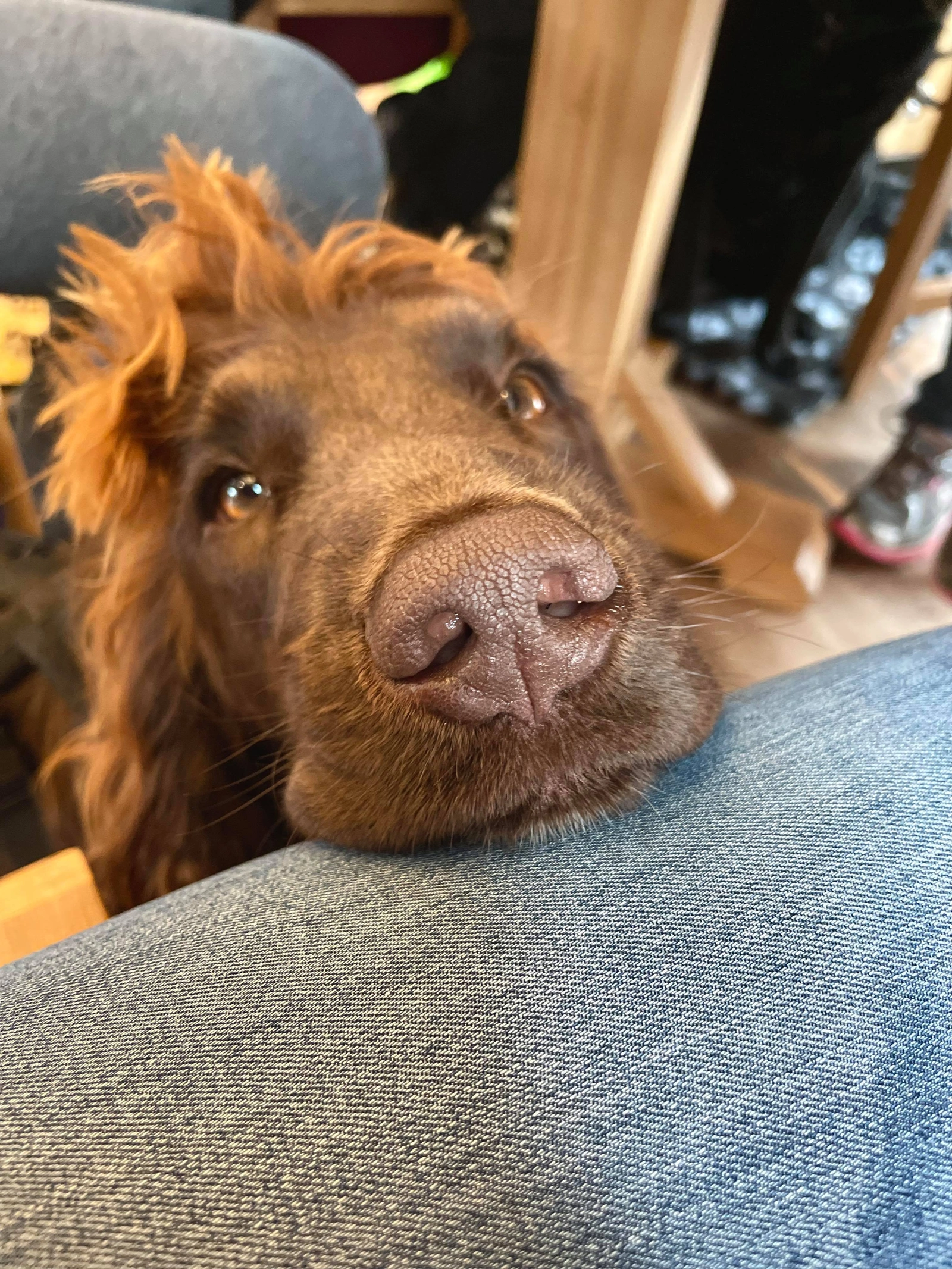 Brown spaniel resting their head on a leg looking at the camera