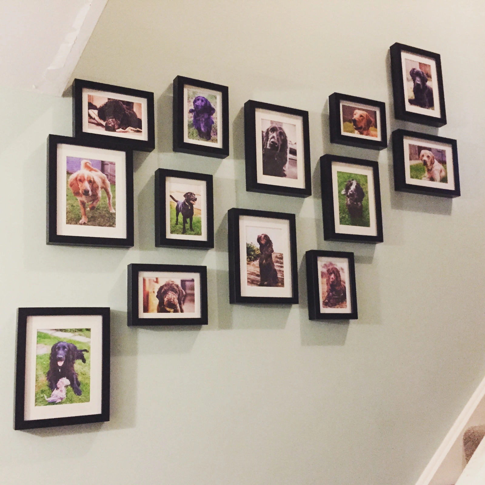 Hanging pictures of hearing dogs on the wall going up the stairs