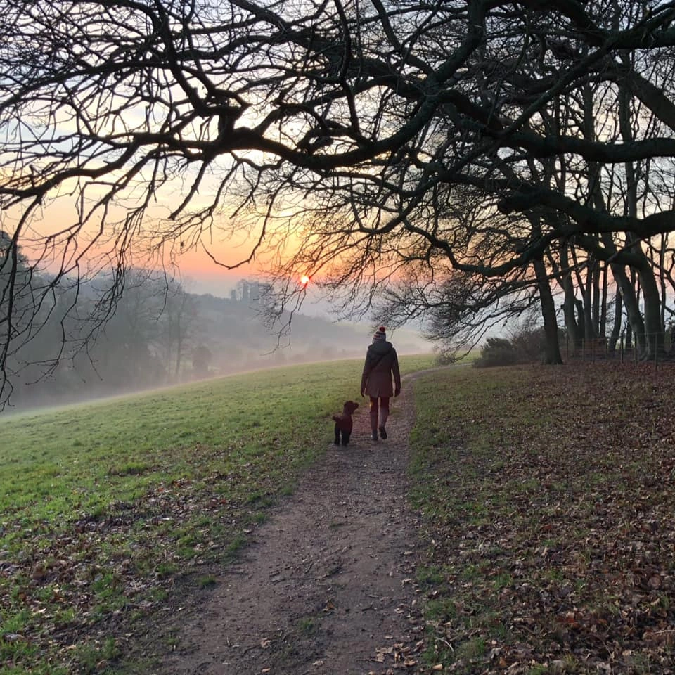 Person on walk with dog through a field at sunset