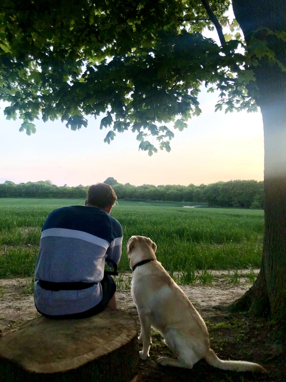 Man sitting under a tree with golden labrador