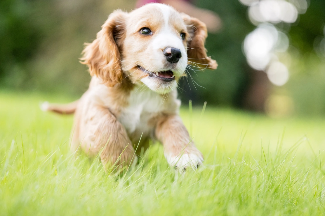 Golden spaniel puppy running towards the camera in the grass