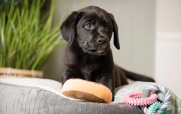 Black labrador puppy lying on a dog bed with a doughnut dog toy