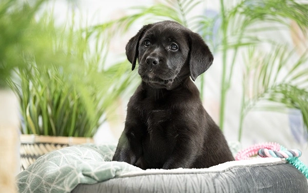 BLack labrador puppy sitting in a dog bed with a plant wallpaper background