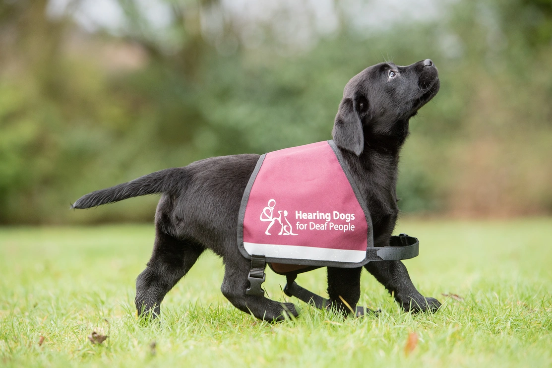 A picture of a labrador hearing dog puppy