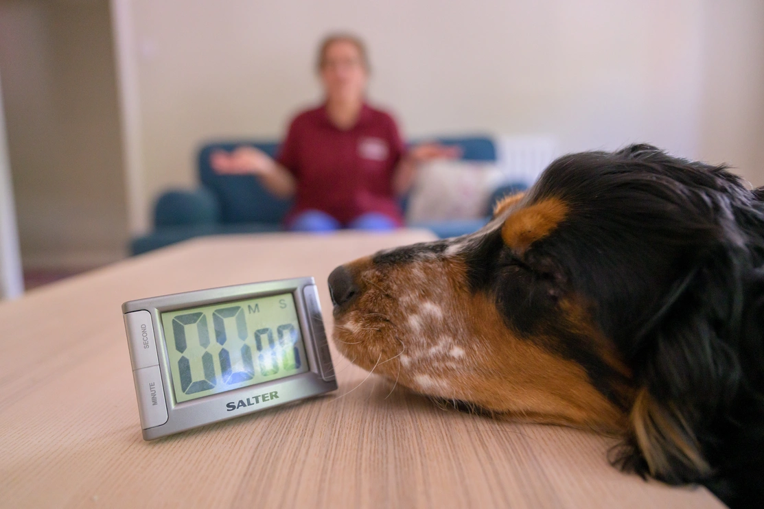 Close up of a Cocker Spaniel’s face as they point their nose close to a timer, there is a hearing dogs volunteer trainer in the background