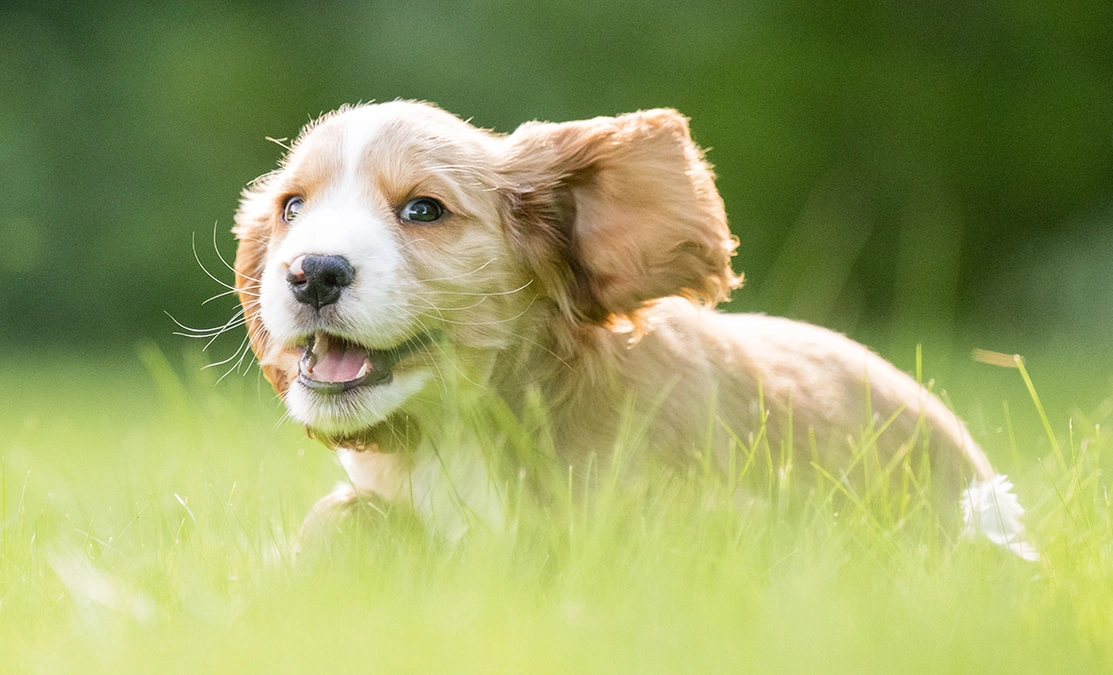 Golden spaniel puppy running through the grass