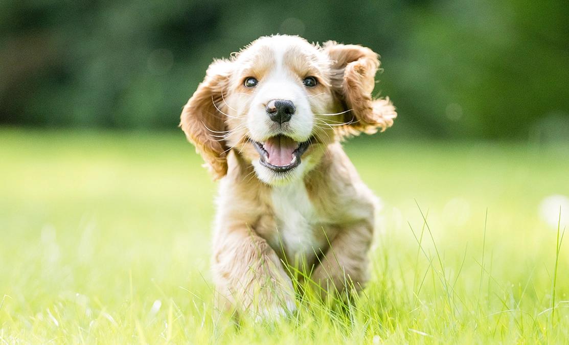 Golden spaniel runnng towards the camera in the grass