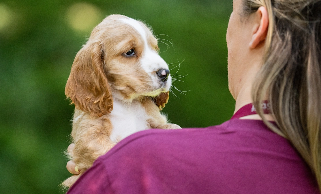 Golden spaniel cuddled over womans shoulder in a burgundy hearing dogs top