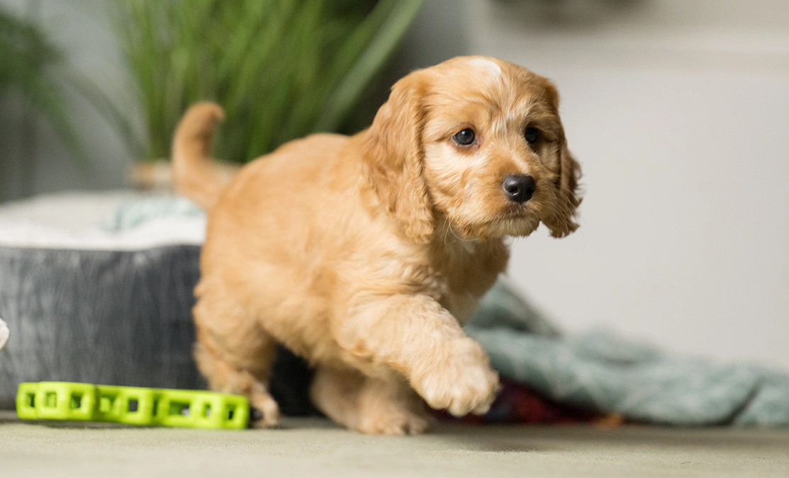 Red cockapoo puppy walking to the right with a dog bed and plants in the background