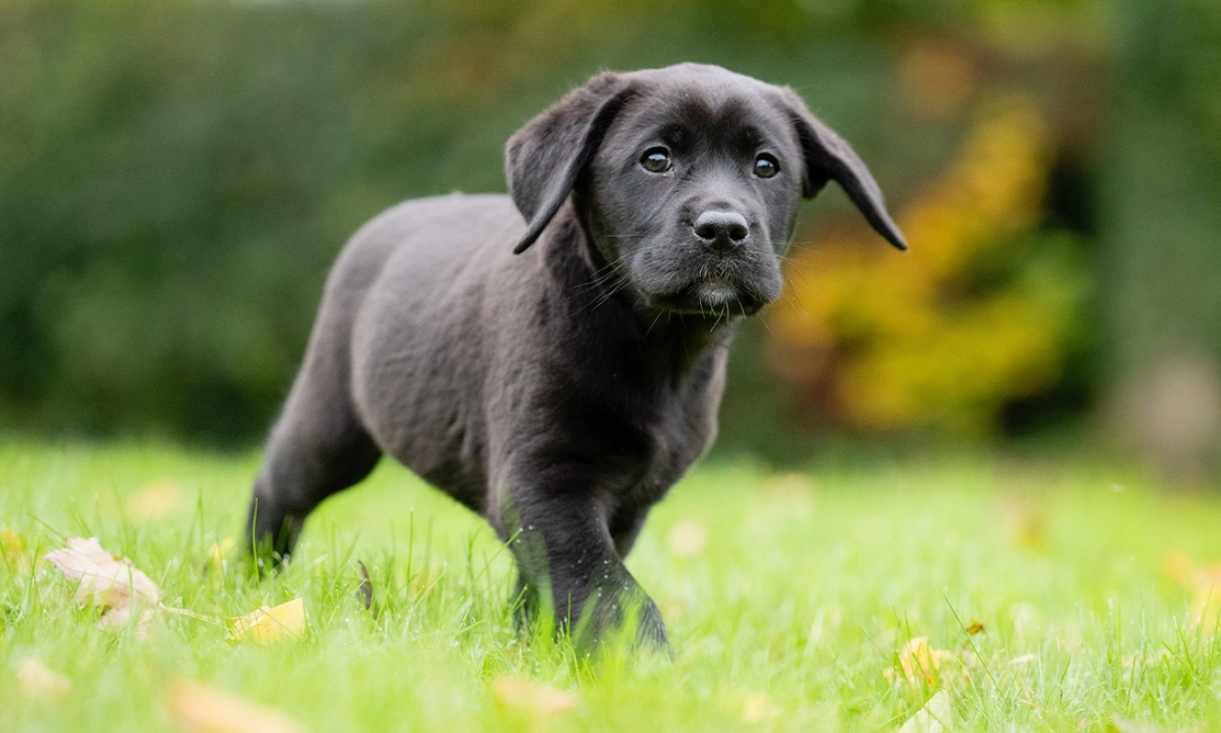 Black labrador puppy running across the grass