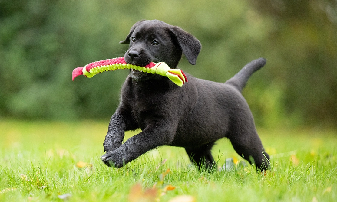 Black labrador puppy running with dog toy in its mouth across the grass