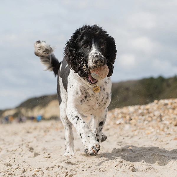 Black and white spaniel dog trotting on beach