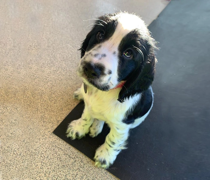 Black and white spaniel puppy
