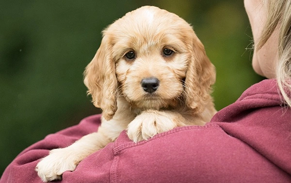Red cockapoo puppy cuddled over a womans shoulder in a burgundy hoodie