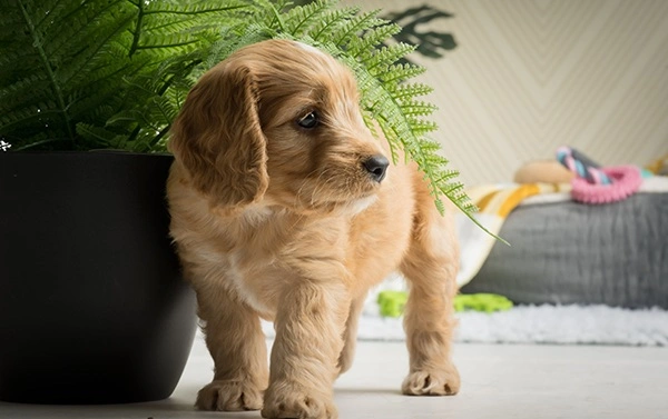 Red cockapoo puppy standing next to a potted plant with a grey dog bed in the background