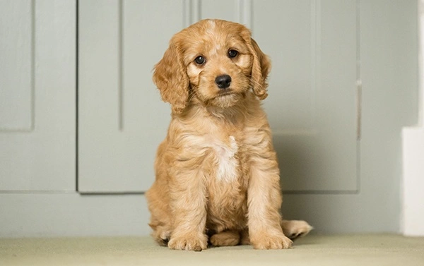 Red cockapoo puppy sitting