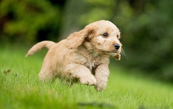 Red cockapoo puppy running on the grass