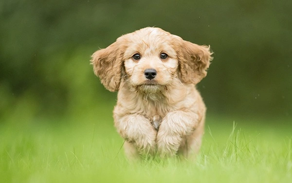 Red cockapoo puppy running on the grass