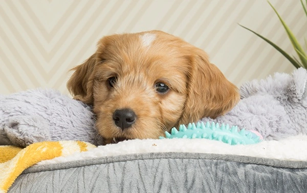 Red cockapoo puppy cuddled up in fluffy blankets in a dog bed