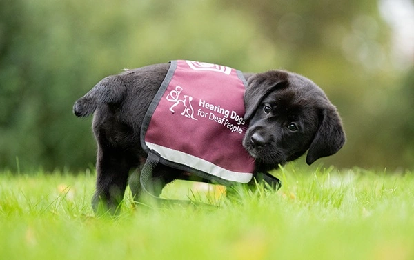 Black labrador puppy in a burgundy hearing dogs jacket