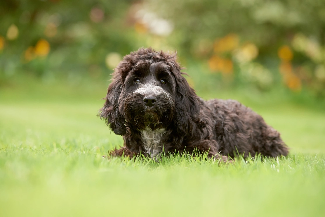 Cockapoo sat in grass with flowers behind them